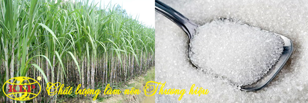 banner kim linh phat